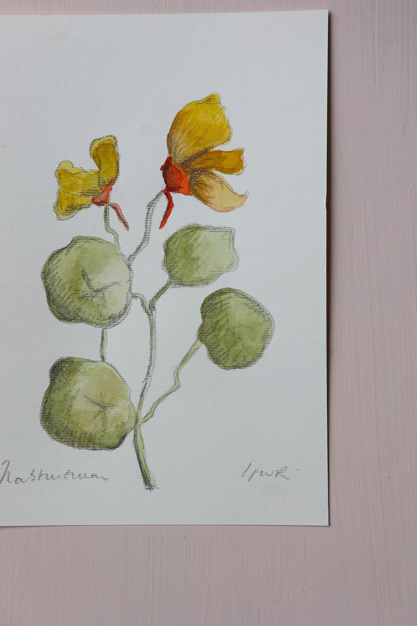 Nasturtium - Watercolour - A5