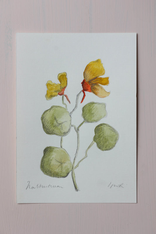 Nasturtium - Watercolour - A5
