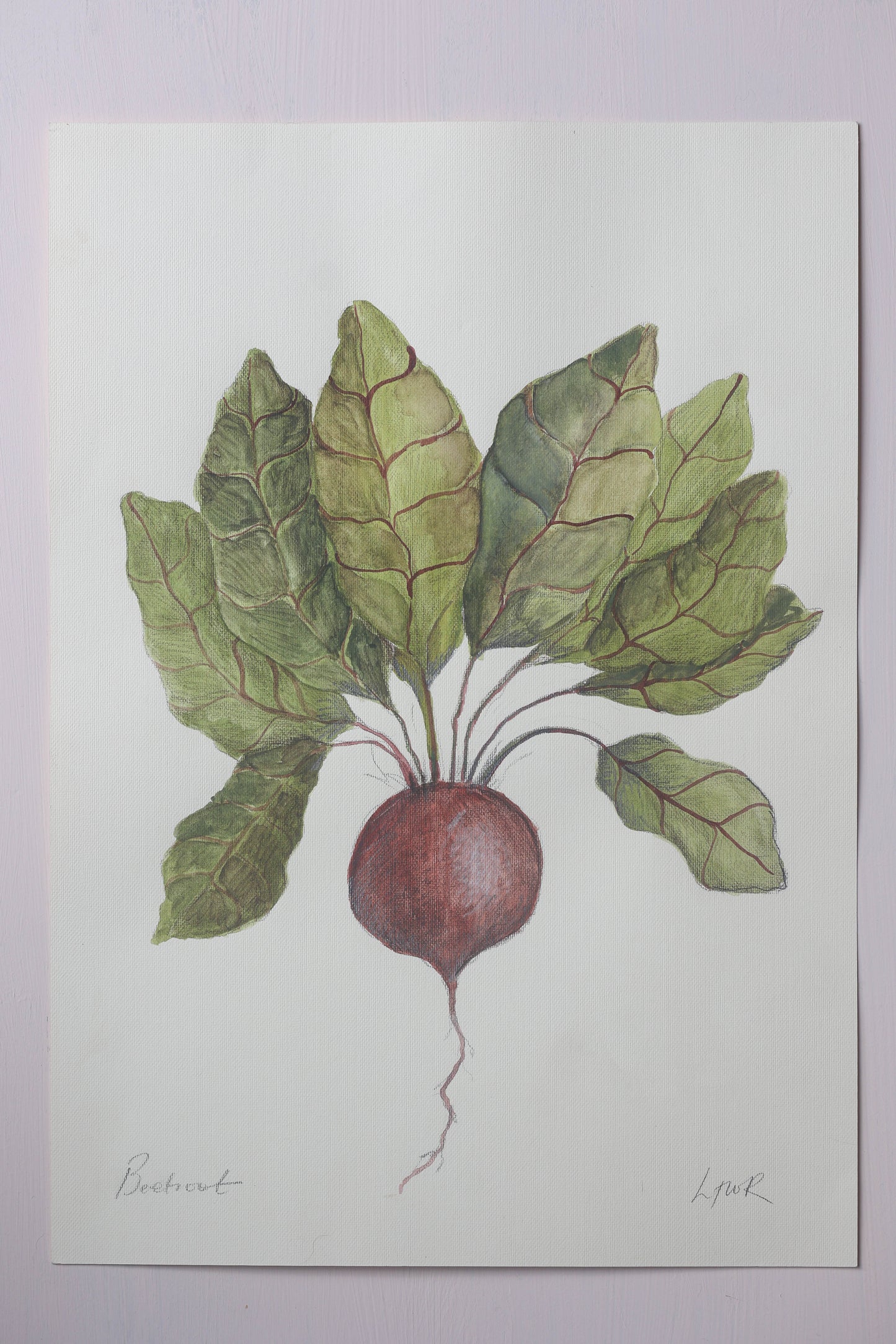 Beetroot - Watercolour - A3